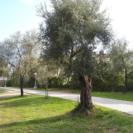 Maslina 3*