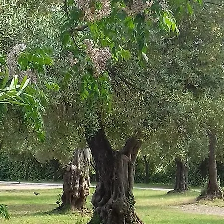Affittacamere Maslina